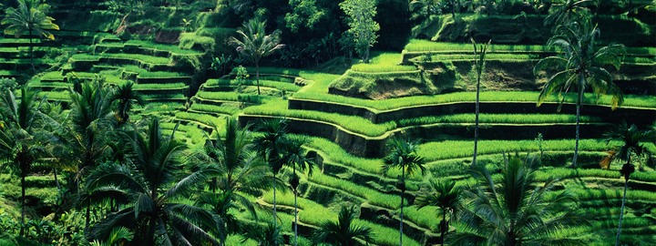 rice terrace