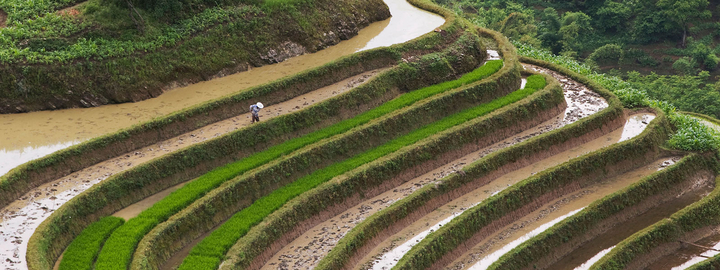 rice terraces